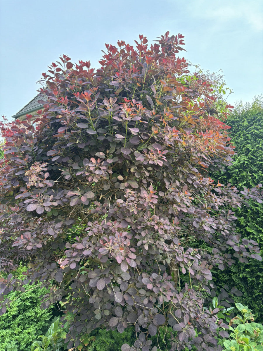 Venushaarbaum 'Royal Purple'; hier mit Blüte; trockenheitsverträglichkeit; Einsatzmöglichkeit z.B. : Beetpflanze;;günstig mit Qualität