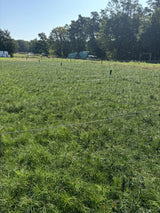 Waldkiefer; als Pflanze im Beet; robust; Einsatzmöglichkeit z.B. : Bienenweide; erhältlich mit Stammumfang von 18-20 bis 25-30 cm;;günstig mit Qualität