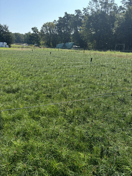 Waldkiefer; als Pflanze im Beet; robust; Einsatzmöglichkeit z.B. : Bienenweide; erhältlich mit Stammumfang von 18-20 bis 25-30 cm;;günstig mit Qualität