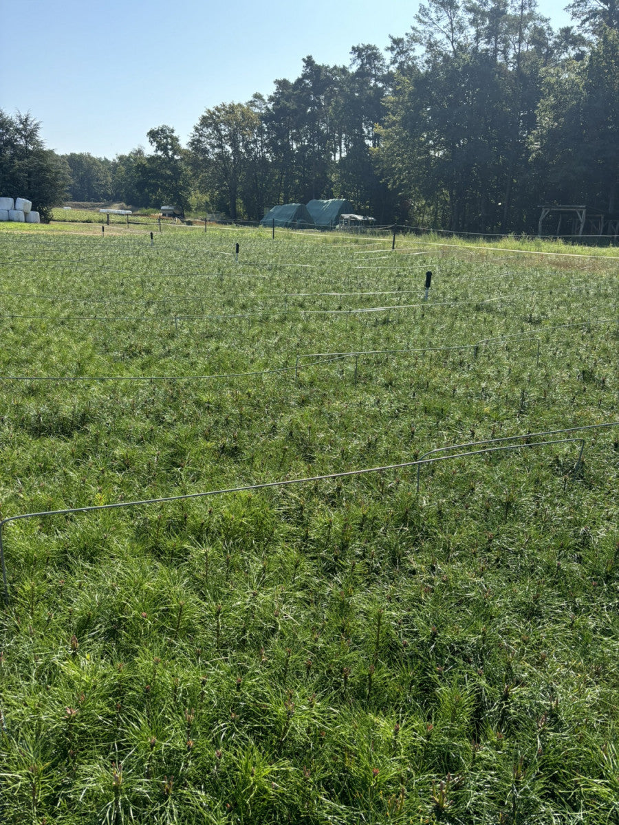 Waldkiefer; als Pflanze im Beet; robust; Einsatzmöglichkeit z.B. : Bienenweide;;günstig mit Qualität