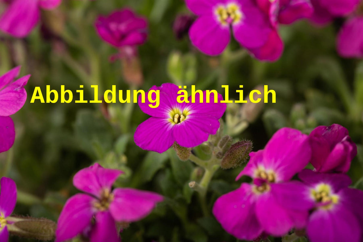 Genaues Foto für Aubrieta x cult. 'Bressingham Red' folgt; dieses ähnliche Bild dient der Illustration von Garten-Blaukissen