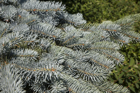 Stechfichte; winterhart; erhältlich von 30-40 bis 200-225 cm;;hier kaufen