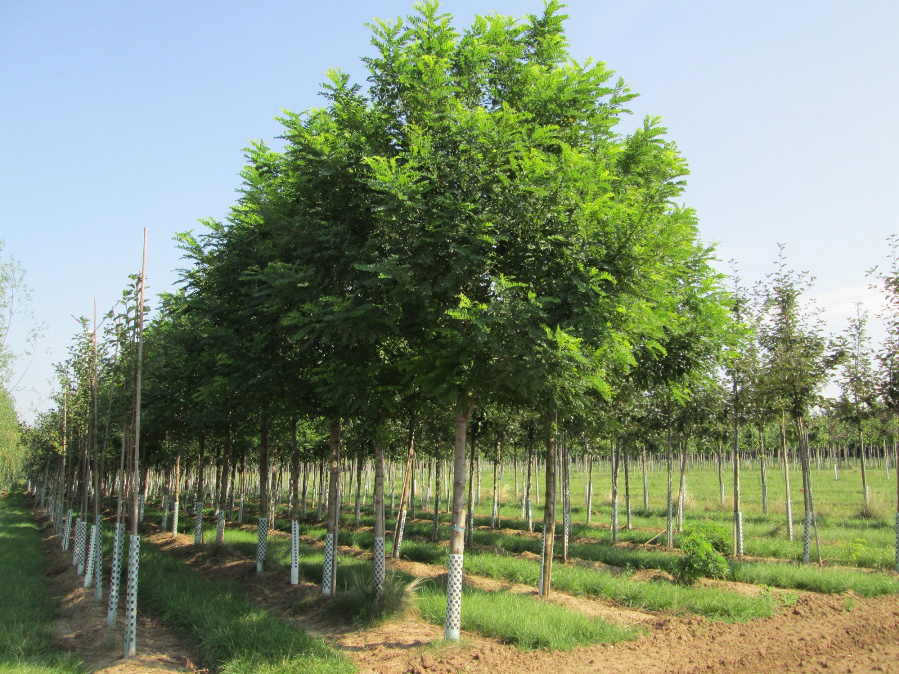Robinia pseudoacacia HkG 81901 (Robinie)