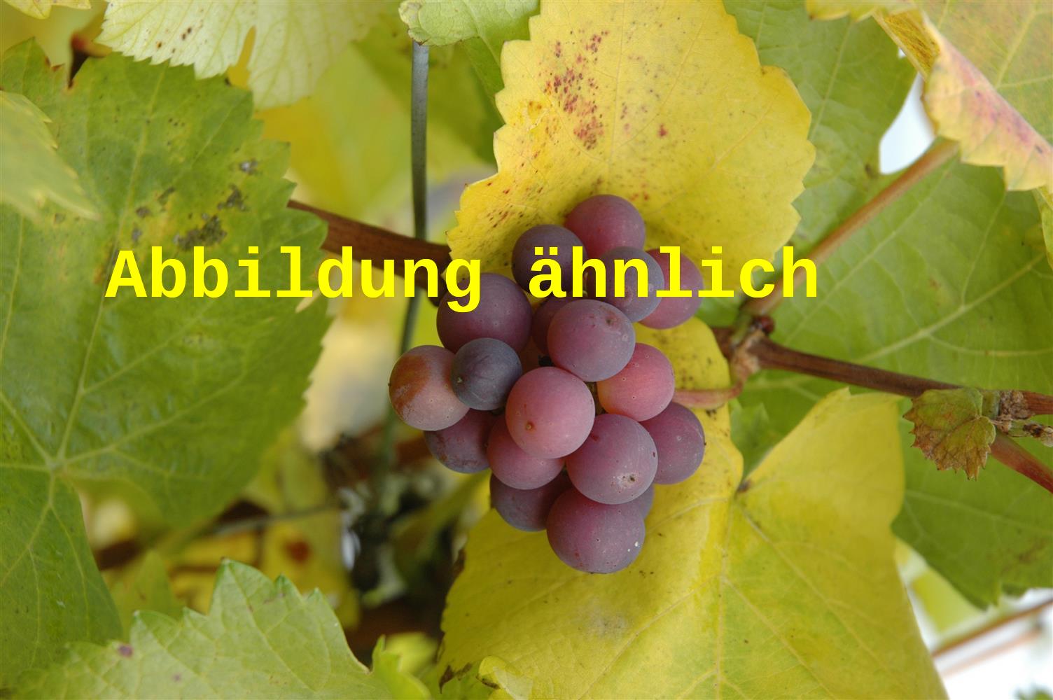 Vitis 'Traminer' (Weintraube 'Traminer')