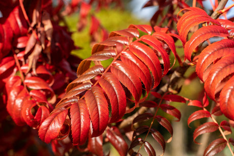 Essigbaum; hier mit Herbstlaub; pflegeleicht; Einsatzmöglichkeit z.B. : Vogelnährgehölz;;günstig mit Qualität