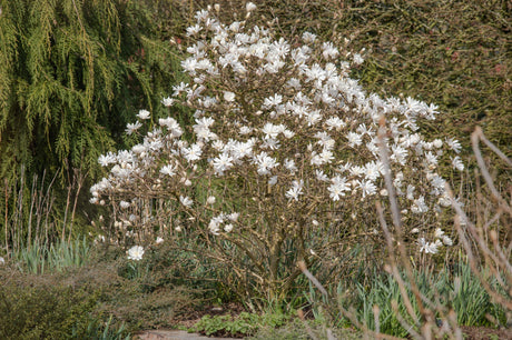 Sternmagnolie 'Royal Star'; als Pflanze im Beet; winterhart; Einsatzmöglichkeit z.B. : Gehölzgruppen; erhältlich von 40-60 bis 150-175 cm;;hier kaufen