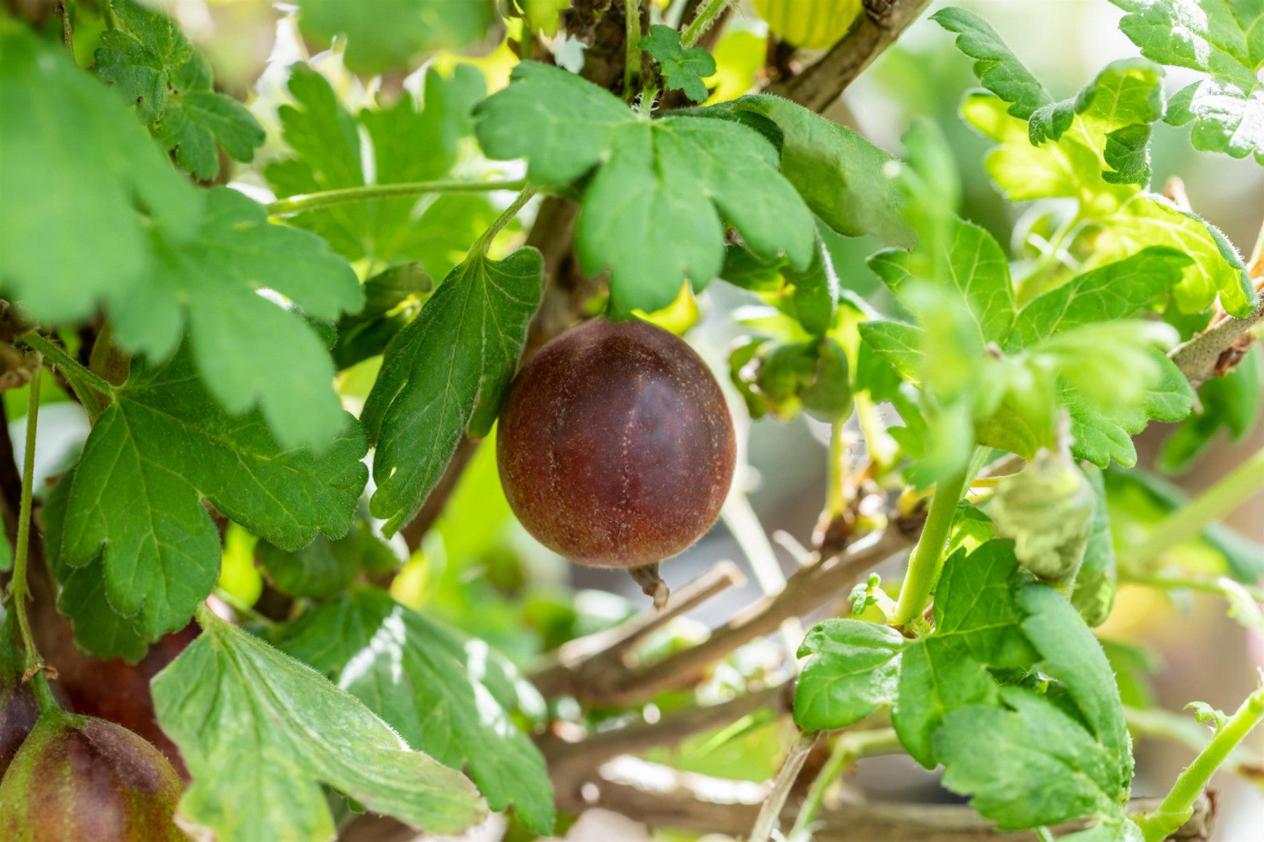 Ribes uva-crispa, rot (Stachelbeere, rot)
