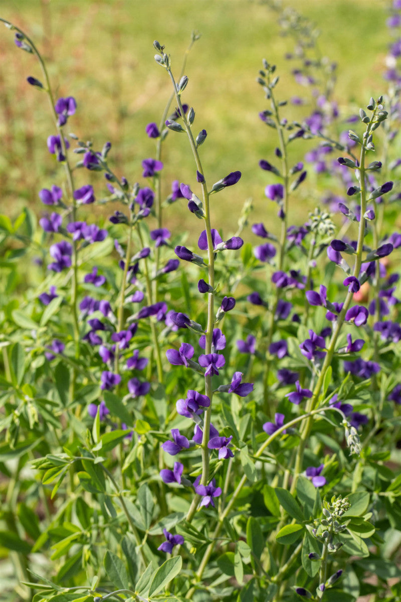 Baptisia australis (Blaue Färberhülse)