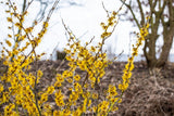 Hamamelis intermedia 'Arnold Promise'; als Pflanze im Beet; gelbblättrig; Einsatzmöglichkeit z.B. : Blütenhecke;;günstig mit Qualität