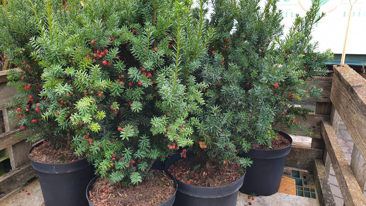 Taxus 'Hicksii'; hier als Ballenpflanze; immergrün; Einsatzmöglichkeit z.B. : Hecke;;Pflanzen vom Profi