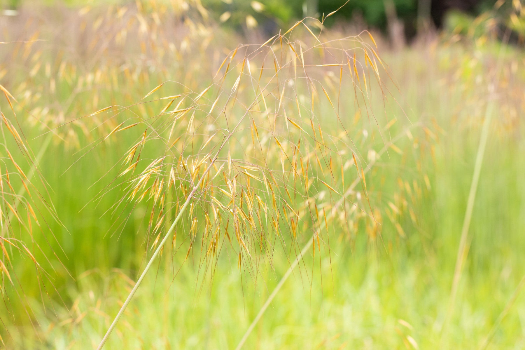 Stipa gigantea (Riesen-Federgras)