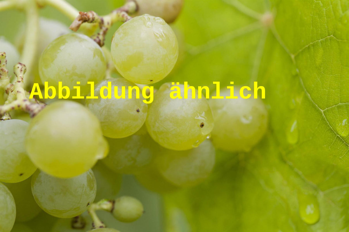 Genaues Foto für Vitis 'Angela' folgt; dieses ähnliche Bild dient der Illustration von Tafeltraube 'Angela'