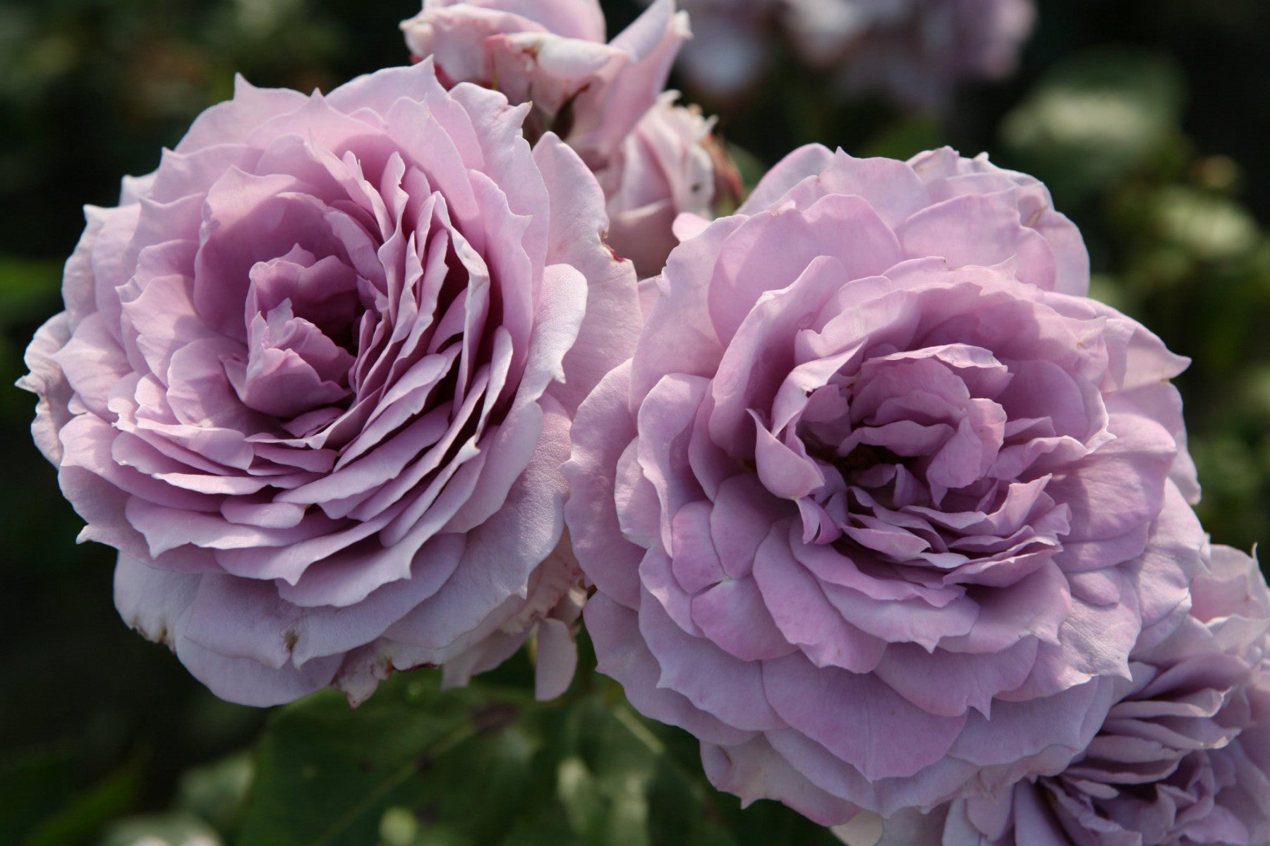 Rosa 'Novalis' BT (Beetrose 'Novalis' -R- ADR-Rose)
