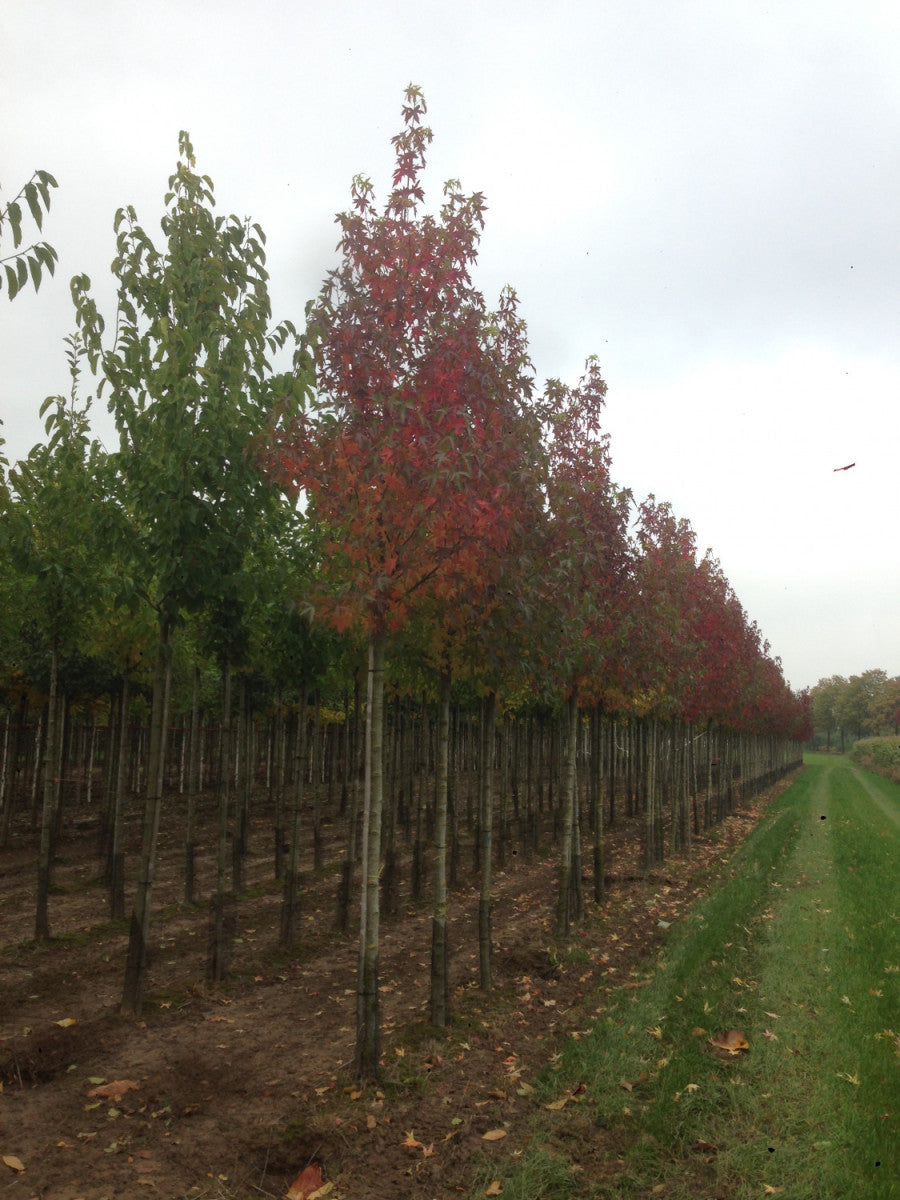 Amerikanischer Amberbaum; hier mit Herbstlaub; herbstfärbung; Einsatzmöglichkeit z.B. : Schmuckbaum; erhältlich von 125-150 bis 450-650 cm;;hier kaufen