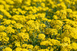 jahreszeitbedingt sehen Pflanzen unterschiedlich aus.