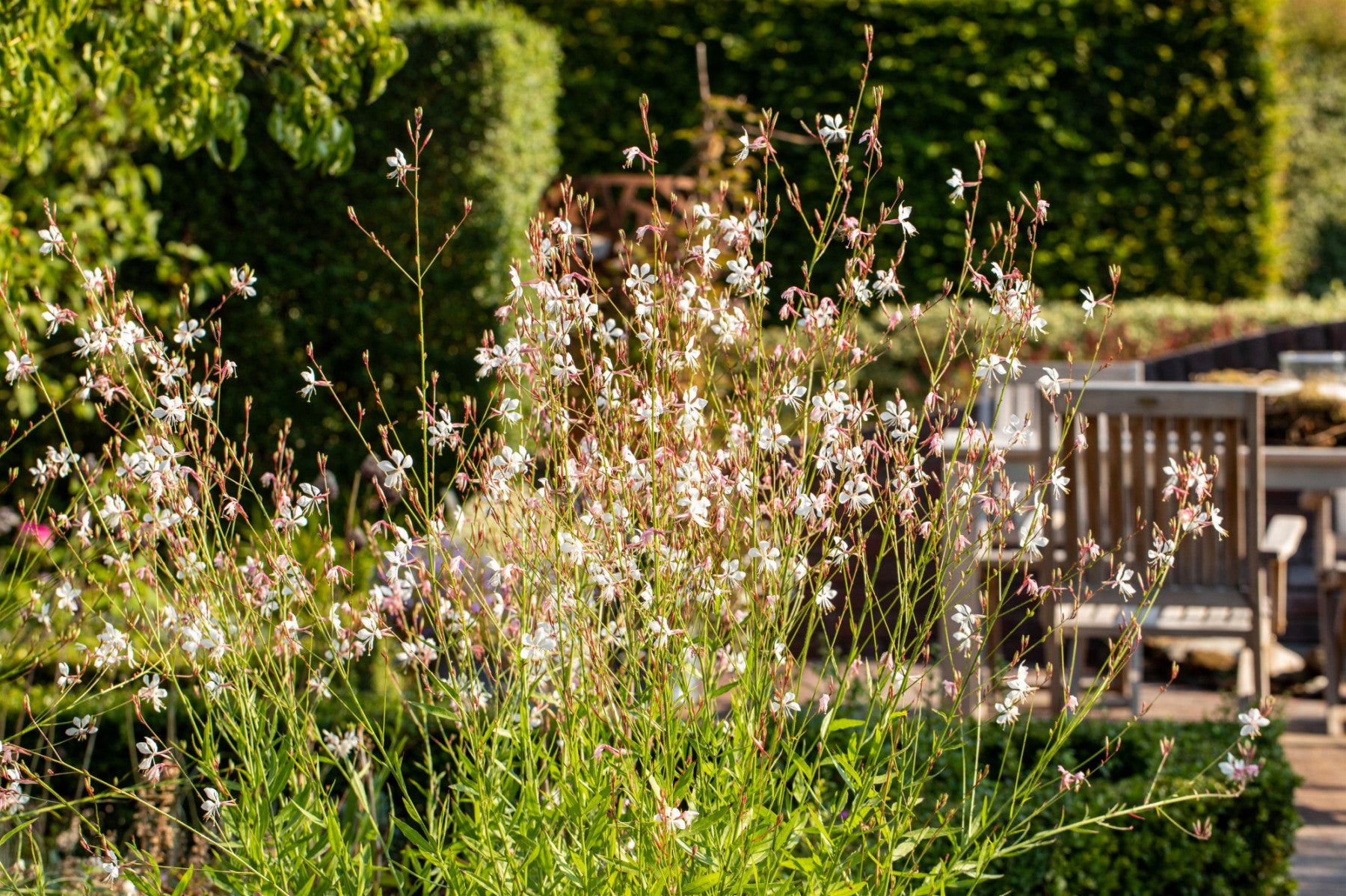 Gaura lindheimerii 'Summer Breeze' (Garten-Prachtkerze)