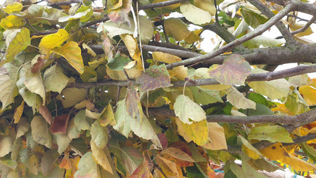 Zierapfel tschonoskii; vorbereitet für Versand; fruchtschmuck; Einsatzmöglichkeit z.B. : Parks; erhältlich von 60-100 bis 450-650 cm;;hier kaufen