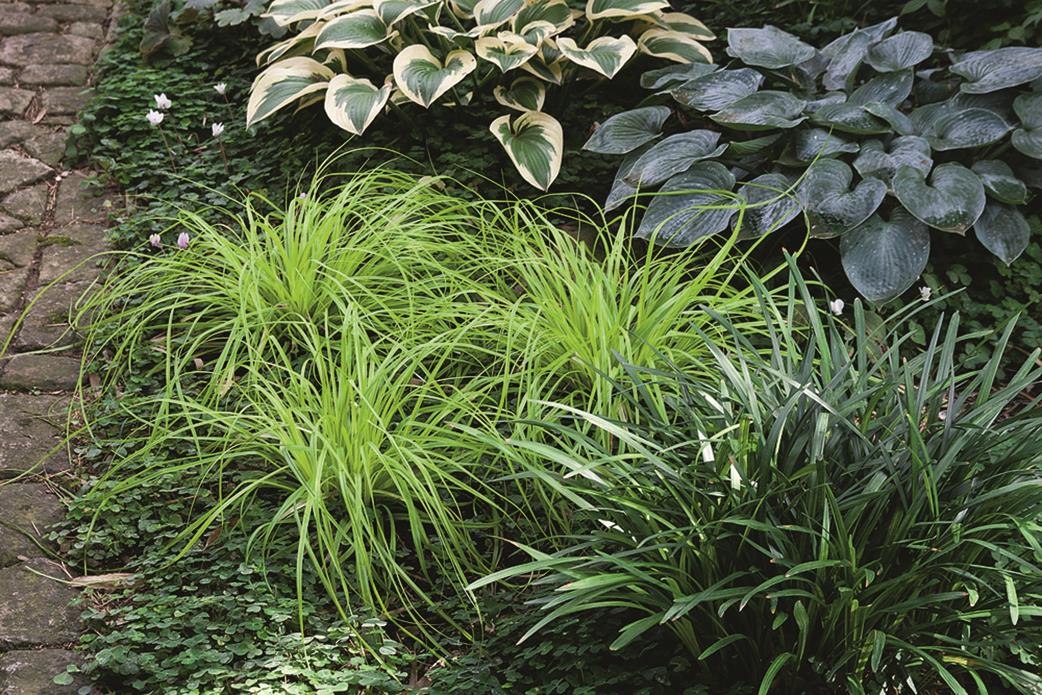 Carex oshimensis 'Evergreen' (Oshima-Segge)