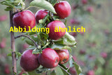 Genaues Foto für Malus 'Jonathan' folgt; dieses ähnliche Bild dient der Illustration von Apfel 'Jonathan' spät