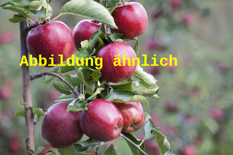 Genaues Foto für Malus 'Jonathan' folgt; dieses ähnliche Bild dient der Illustration von Apfel 'Jonathan' spät
