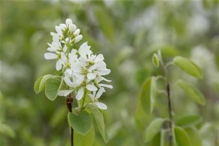Amelanchier rotundifolia (Echte Felsenbirne)