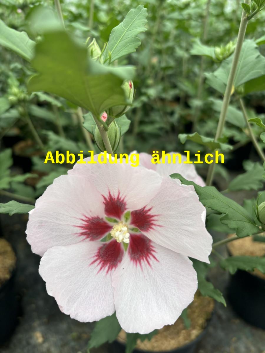 Hibiscus syriacus 'Melrose' (Garteneibisch 'Melrose')