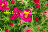 Genaues Foto für Aster novae-angliae 'Rubinschatz' folgt; dieses ähnliche Bild dient der Illustration von Garten-Raublatt-Aster