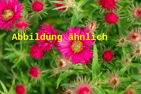 Genaues Foto für Aster novae-angliae 'Rubinschatz' folgt; dieses ähnliche Bild dient der Illustration von Garten-Raublatt-Aster