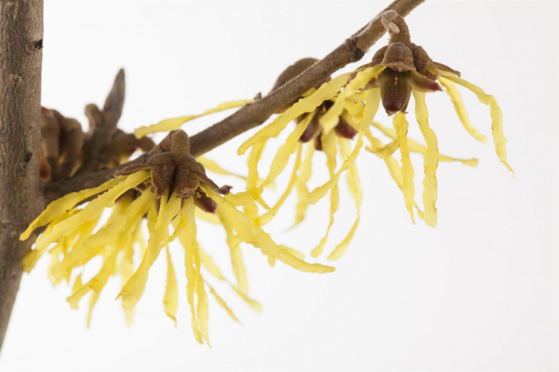 Hamamelis interm. 'Pallida' (Zaubernuss 'Pallida')