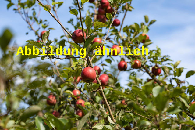 Genaues Foto für Malus 'Red Idared' folgt; dieses ähnliche Bild dient der Illustration von Apfel 'Red Idared'
