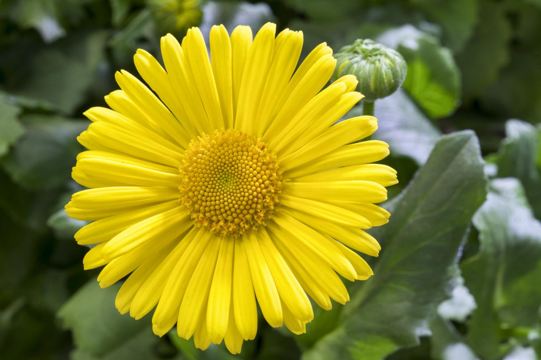 Doronicum orientale 'Magnificum' (Garten-Gämswurz)