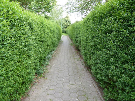 Schwarzgrüner Liguster 'Atrovirens'; nahrungsquelle für Vögel; erhältlich von 30-50 bis 200-250 cm;;hier kaufen