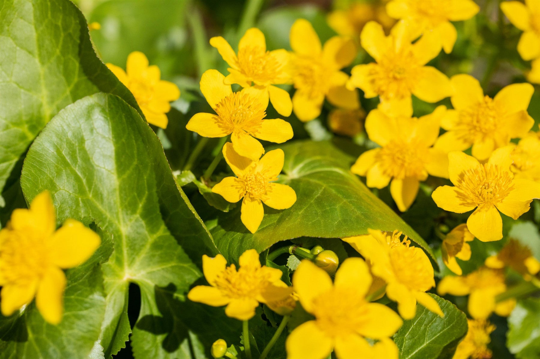 Caltha palustris (Sumpf-Dotterblume)