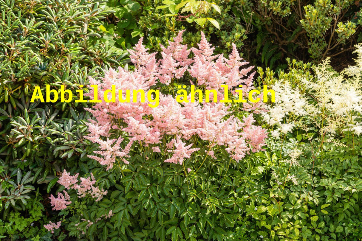 Genaues Foto für Astilbe japonica 'Europa' folgt; dieses ähnliche Bild dient der Illustration von Garten-Prachtspiere