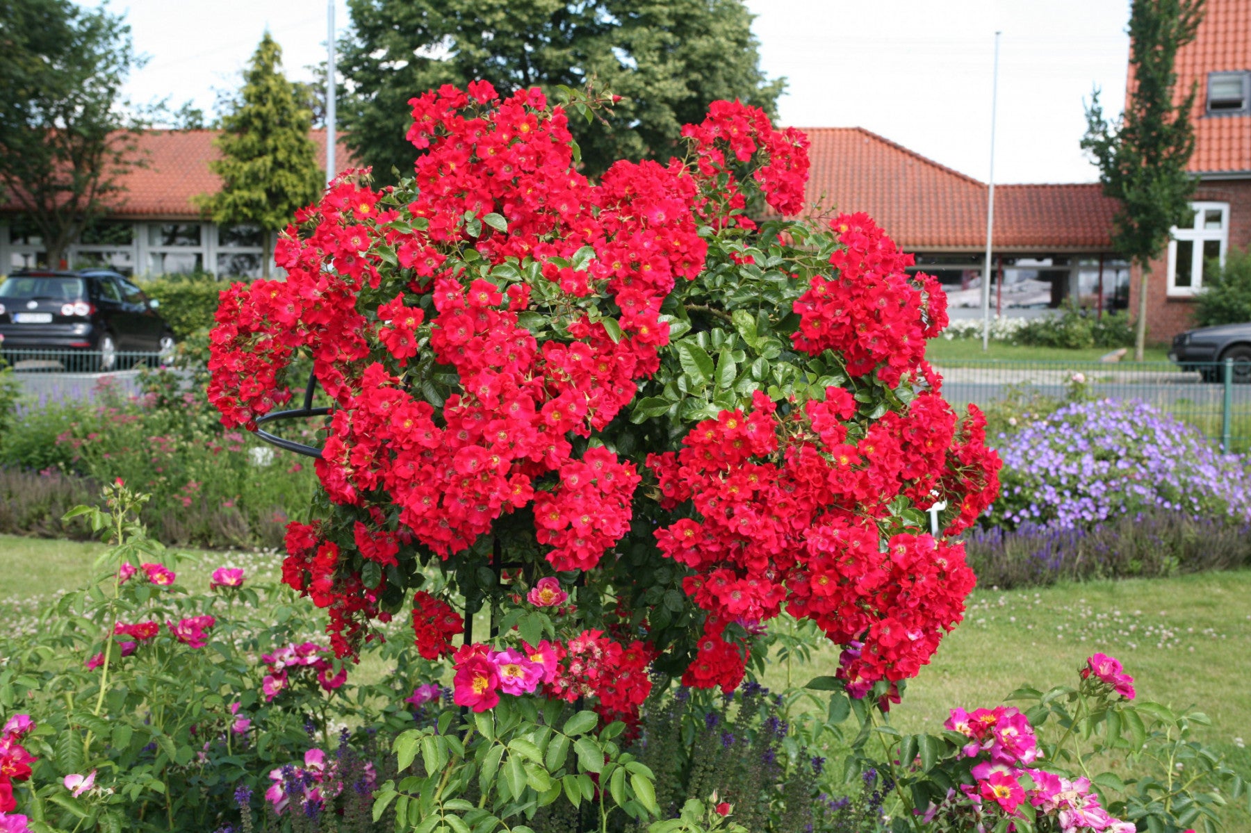 Rosa 'Sommerabend' BDR (Bodend. Rose 'Sommerabend' -R- ADR-Rose)