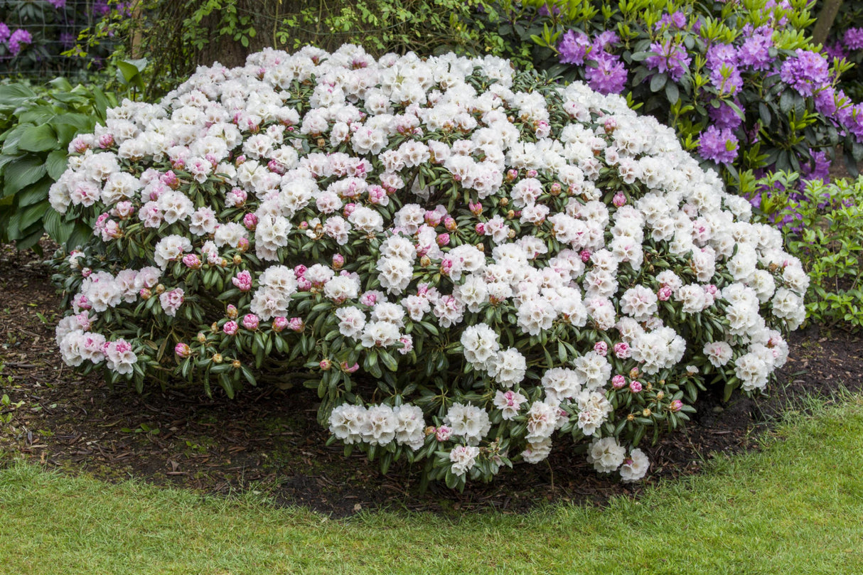 Yaku-Rhododendron 'Koichiro Wada'; als Pflanze im Beet; blütenreich; Einsatzmöglichkeit z.B. : Heckenpflanze; erhältlich von 25-30 bis 60-70 cm;;hier kaufen