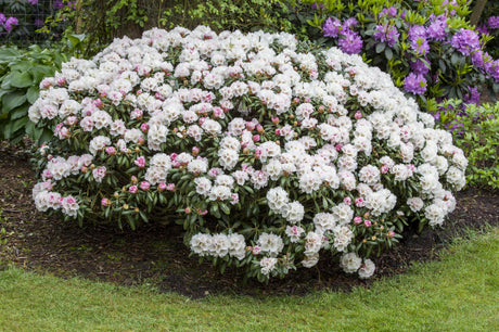 Yaku-Rhododendron 'Koichiro Wada'; als Pflanze im Beet; blütenreich; Einsatzmöglichkeit z.B. : Heckenpflanze; erhältlich von 25-30 bis 60-70 cm;;hier kaufen