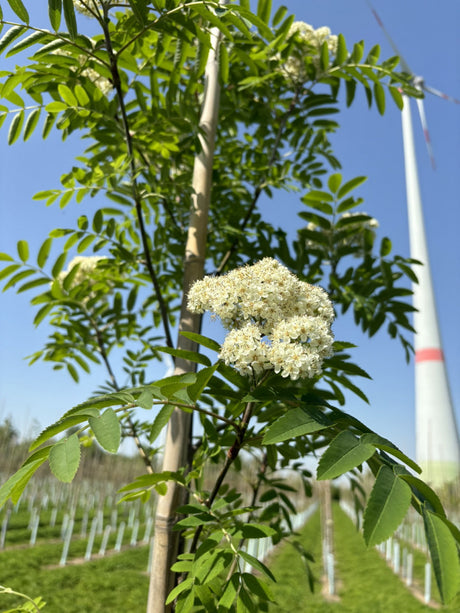 Eberesche 'Dodong'; hier mit Blüte; winterhart; Einsatzmöglichkeit z.B. : Ziergehölz; erhältlich von 270-330 bis 450-650 cm;;hier kaufen