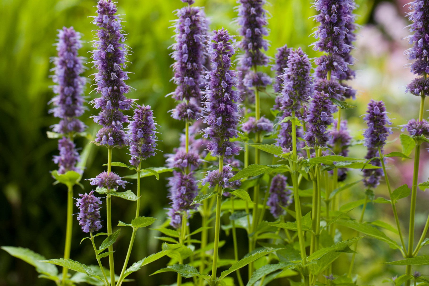 Agastache rugosa 'Blue Fortune' (Garten-Duftnessel 'Blue Fortune')