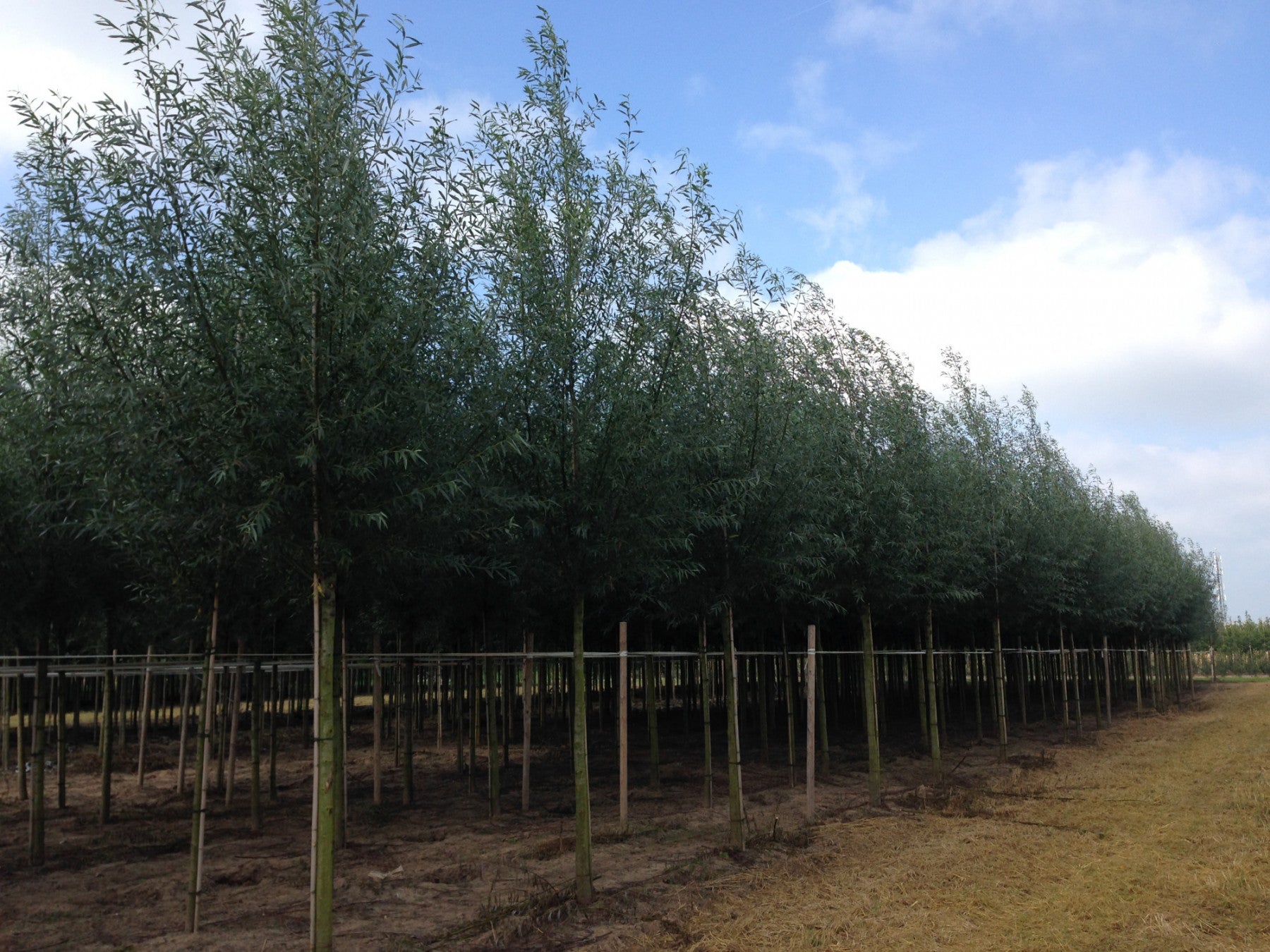 Salix alba (Silberweide)