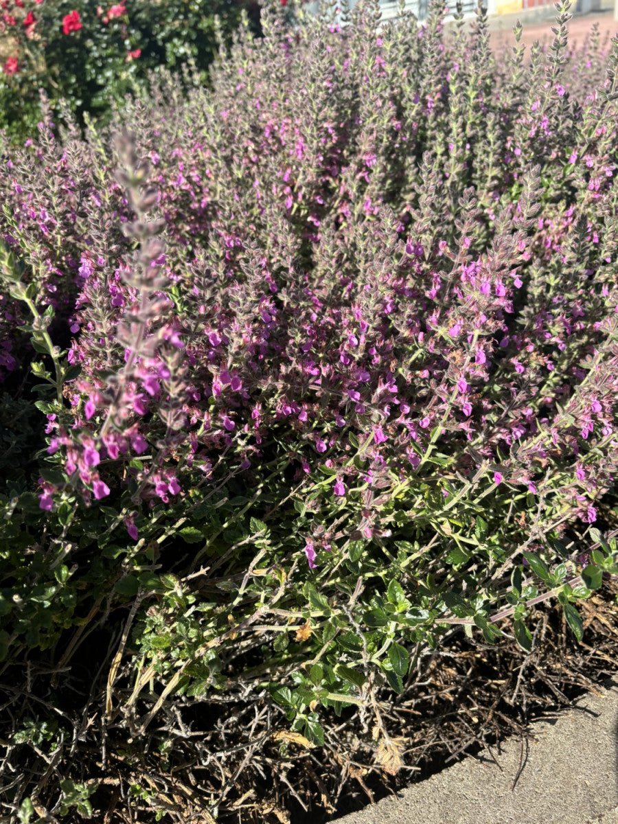 Wintergrüner Bastard-Gamander; als Pflanze im Beet; bienenfreundlich; Einsatzmöglichkeit z.B. : Bienenweiden;;hier kaufen