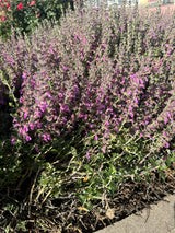 Wintergrüner Bastard-Gamander; als Pflanze im Beet; bienenfreundlich; Einsatzmöglichkeit z.B. : Bienenweiden;;hier kaufen