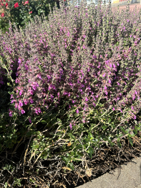 Wintergrüner Bastard-Gamander; als Pflanze im Beet; bienenfreundlich; Einsatzmöglichkeit z.B. : Bienenweiden;;hier kaufen