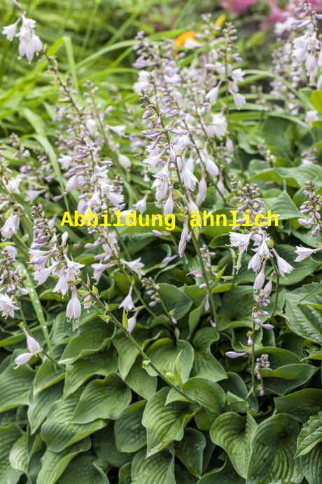 Genaues Foto für Hosta lancifolia folgt; dieses ähnliche Bild dient der Illustration von Lanzen-Funkie