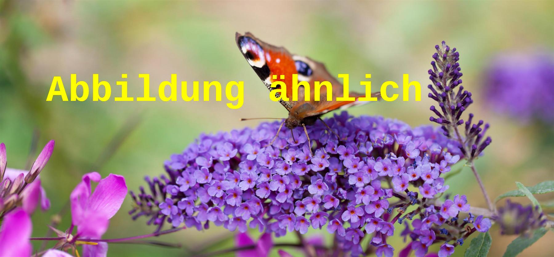 Buddleja dav. 'Reve de Papillon Blue' (Sommerflieder 'Reve de Papillon Blue' -R-)