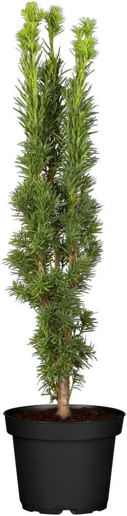 Taxus baccata 'Fastigiata Robusta'; hier im Topf; sehr frosthart; Einsatzmöglichkeit z.B. : Heckenpflanze;;ab 51,90 Euro