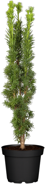 Taxus baccata 'Fastigiata Robusta'; hier im Topf; sehr frosthart; Einsatzmöglichkeit z.B. : Heckenpflanze;;ab 51,90 Euro