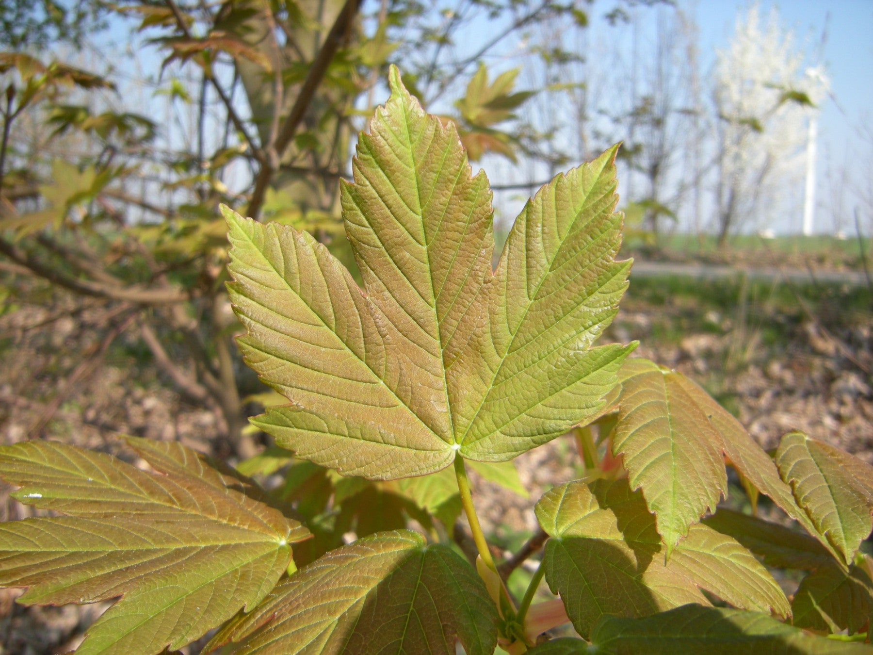 Acer pseudoplatanus (Bergahorn)