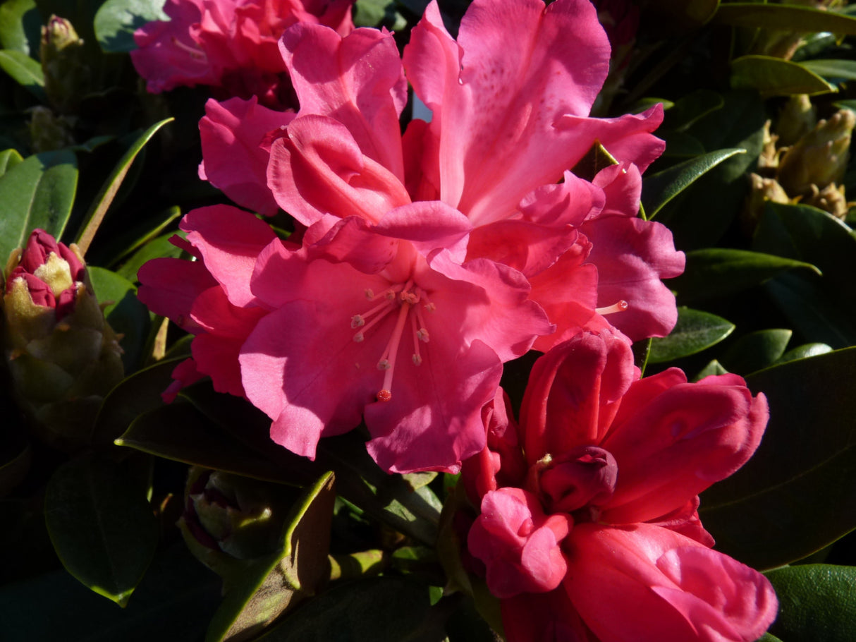Rhododendron yak. 'Morgenrot'; hier mit Blüte; farbenfroh; Einsatzmöglichkeit z.B. : Kübelpflanze;;günstig mit Qualität