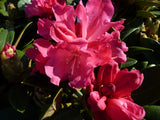 Rhododendron yak. 'Morgenrot'; hier mit Blüte; farbenfroh; Einsatzmöglichkeit z.B. : Kübelpflanze;;günstig mit Qualität